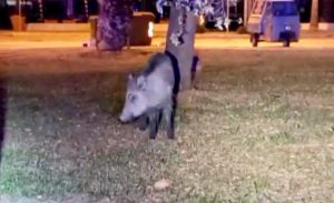 Un cinghiale sul lungomare sud <br> <span> (Foto e video) </span>