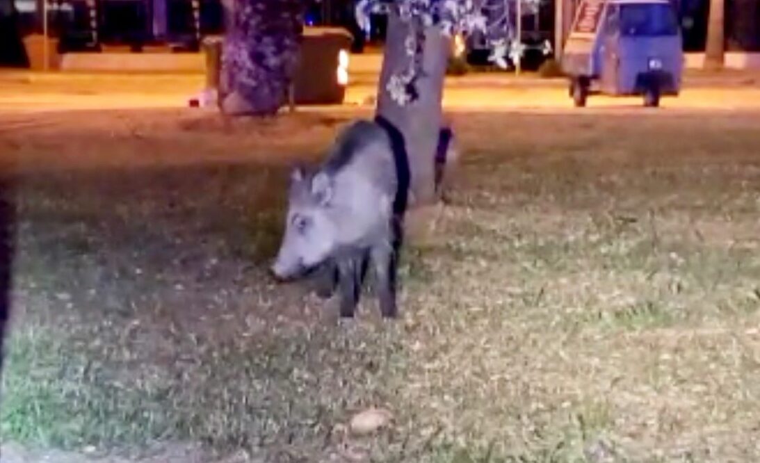 Un cinghiale sul lungomare sud <br> <span> (Foto e video) </span>