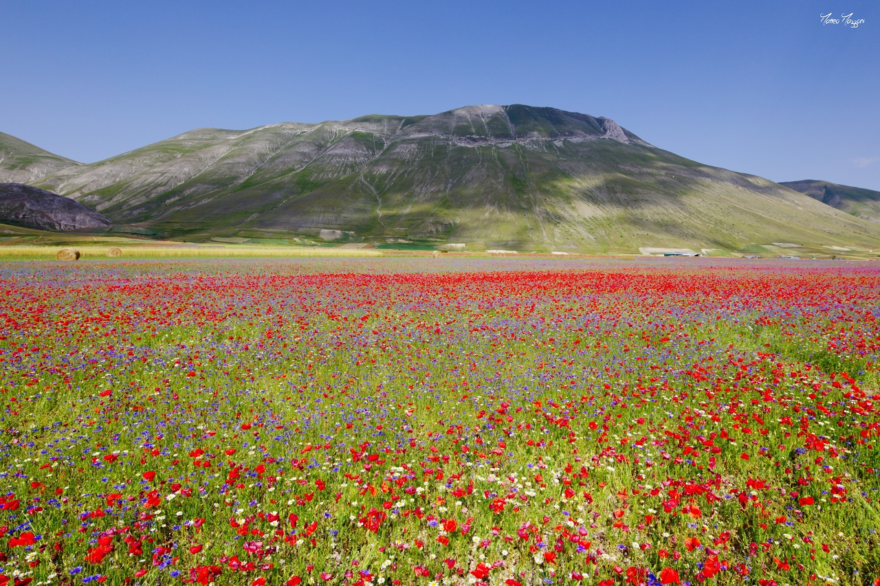 Fioritura di Castelluccio, <br> nessun accesso dalle Marche