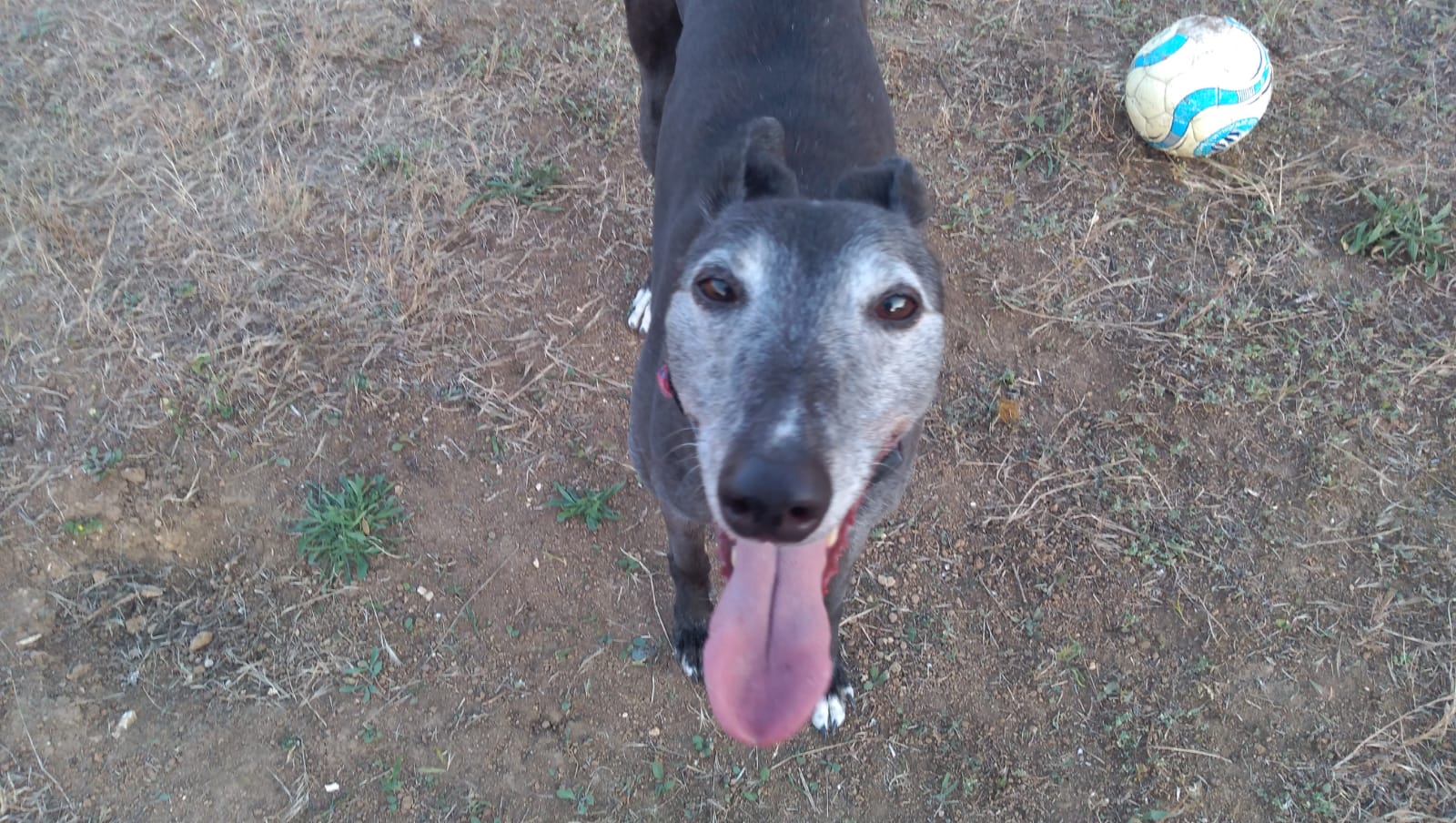 Il cane del vicino abbaia, <br> 90enne spara un colpo di pistola