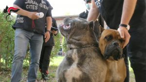 Maltrattamenti e traffico di cuccioli, amputazioni illegali di orecchie e code a cani: 40 denunciati (Video)