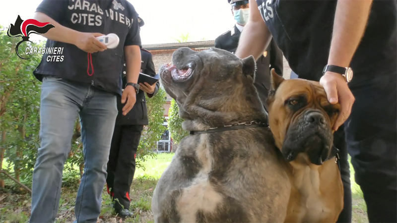 Maltrattamenti e traffico di cuccioli, amputazioni illegali di orecchie e code a cani: 40 denunciati (Video)