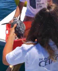 La tartaruga Jacopo torna <br> a nuotare nel mare <span> (Video) </span>