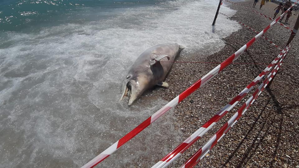 La scoperta: c’è una carcassa <br> di delfino sulla spiaggia