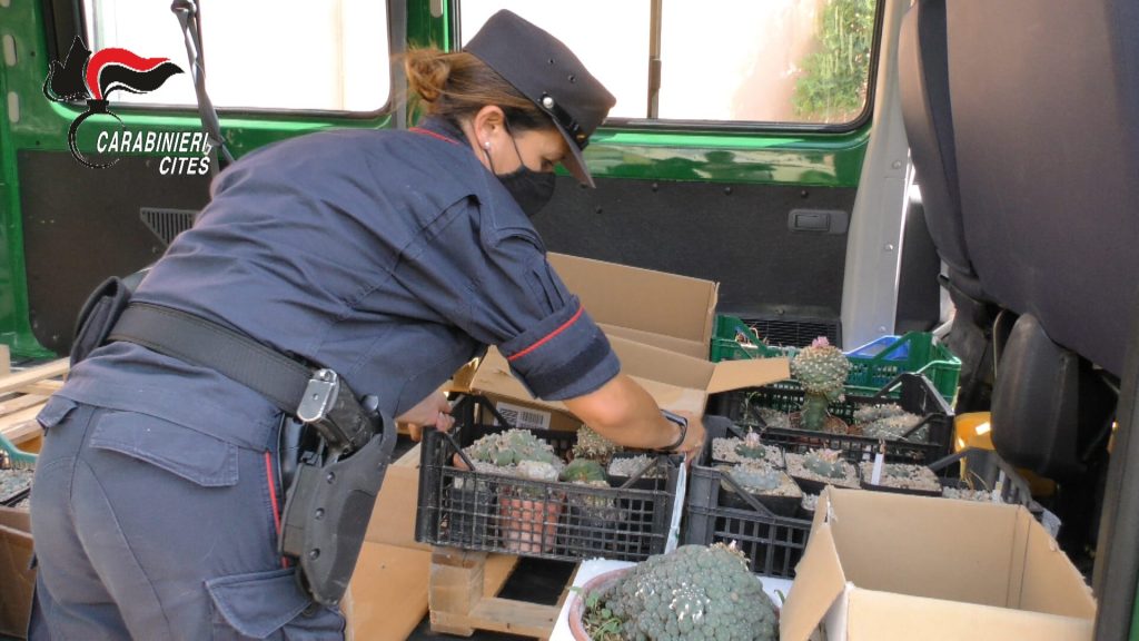 Coltivava piante psicotrope in casa, <br> arrestato e poi liberato un 42enne <br> incensurato di San Benedetto <br> <span> (Foto e video)