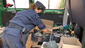 Coltivava piante psicotrope in casa, <br> arrestato e poi liberato un 42enne <br> incensurato di San Benedetto <br> <span> (Foto e video)
