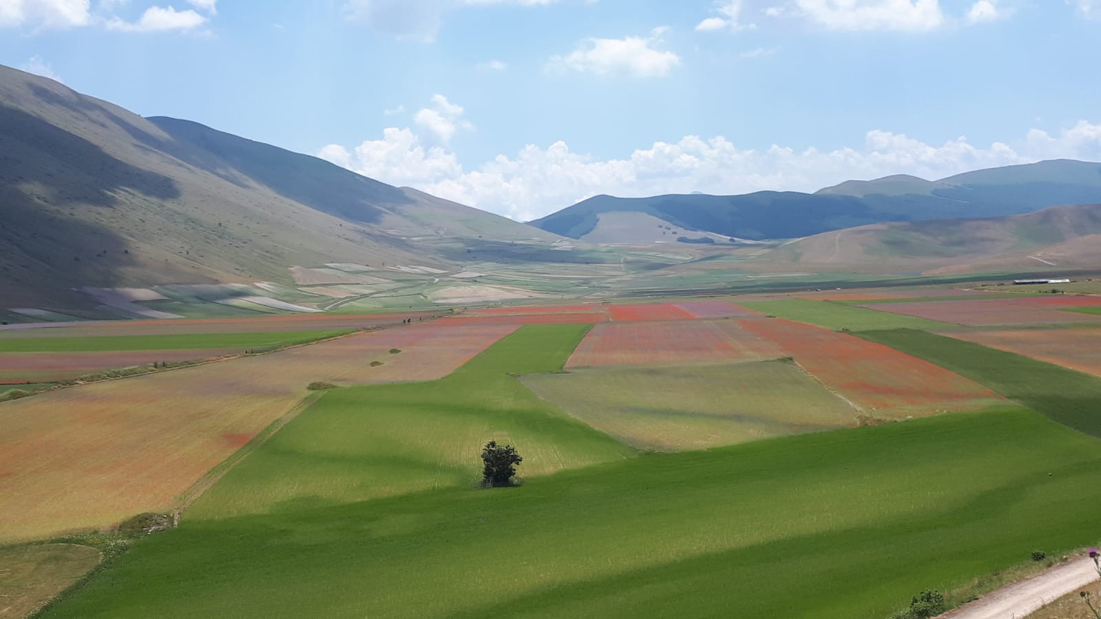 Fioritura di Castelluccio, <br> al via i weekend sperimentali <br>«Mai più 14 chilometri di code» Fioritura di Castelluccio, <br> al via i weekend sperimentali <br>«Mai più 14 chilometri di code»