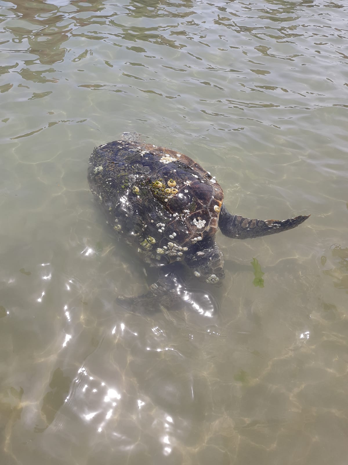 Tartaruga marina depone le uova sulla spiaggia di Cupra Marittima: la schiusa attesa per i primi di agosto