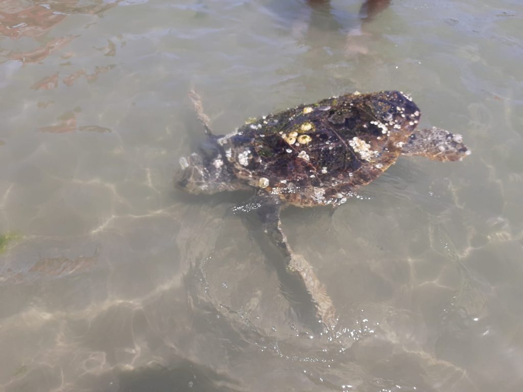 Fortuna non ce l’ha fatta <br> Morta la tartaruga marina <br> avvistata di fronte al litorale nord
