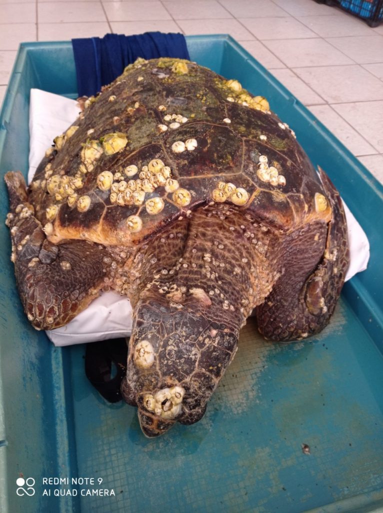 Salvata tartaruga <br> marina in difficoltà: <br> è stata chiamata Fortuna (Video)