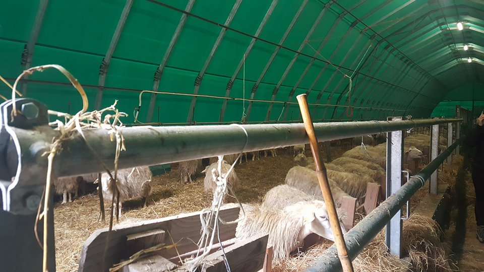 «Sisma, 25.000 stalle e aziende colpite: <br> occorre vincere la sfida della ricostruzione»