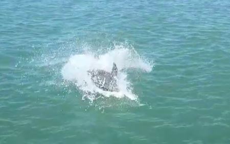 Delfino va a pesca <br> al porto di Civitanova <br> <span> (Video) </span>