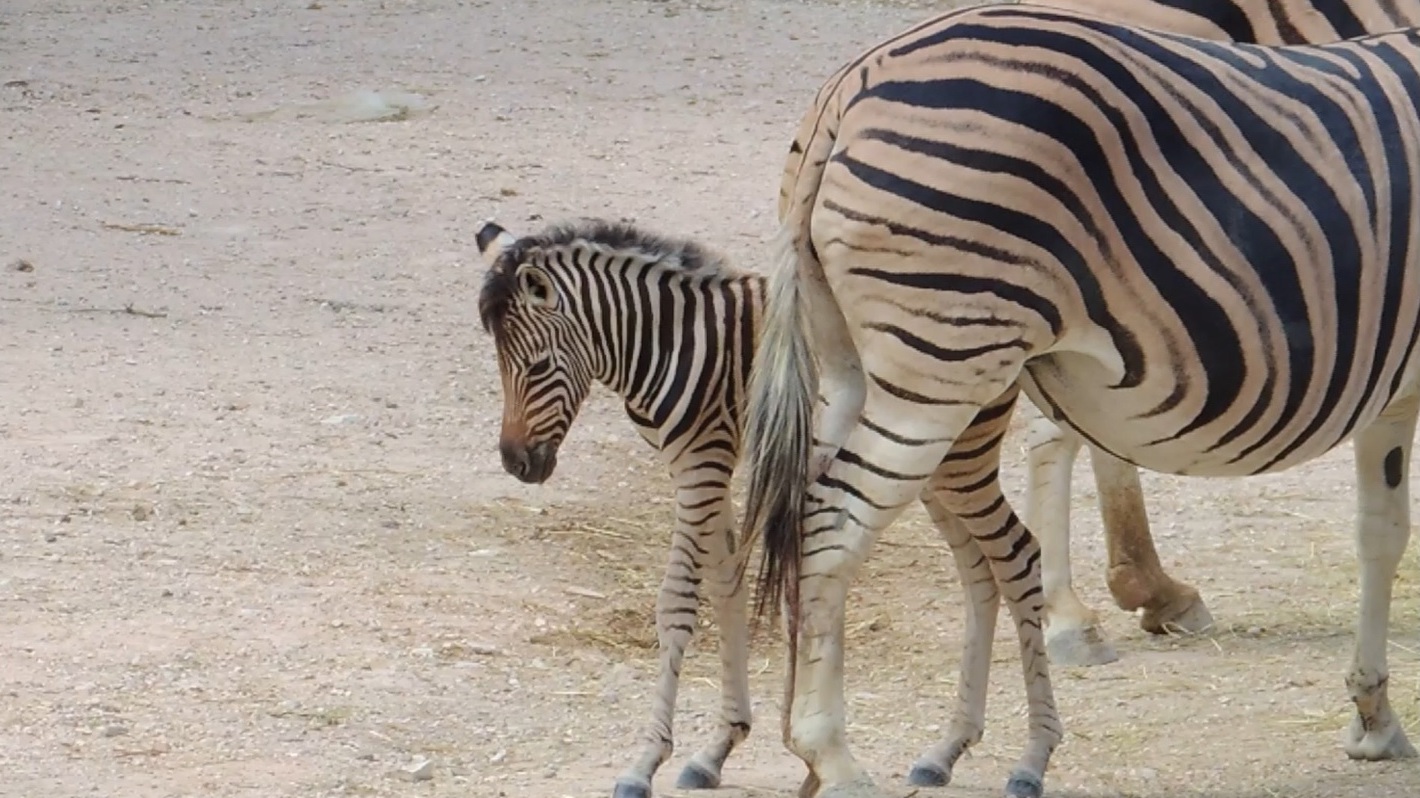 Il Parco Zoo omaggia Tamberi: <br> la zebra appena nata <br> si chiama Gimbo