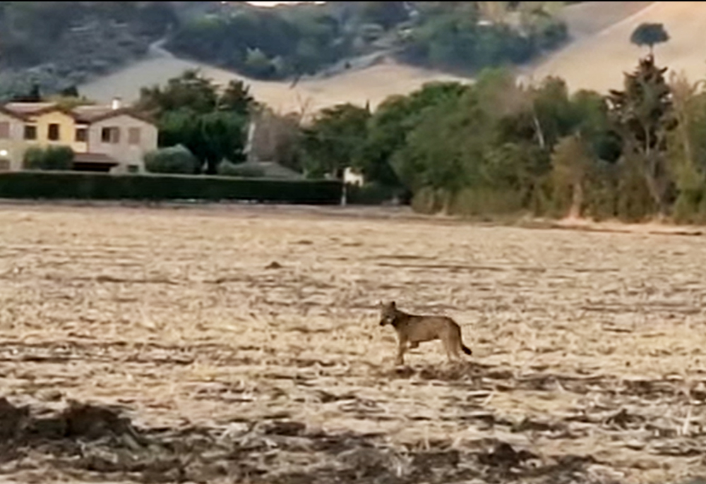 Lupo si aggira nel canneto <br> a pochi passi dalla spiaggia