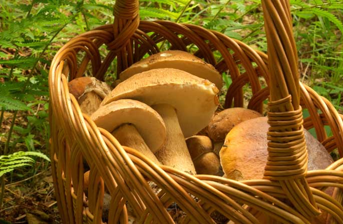 E’ tempo di funghi, <br> per il controllo è attivo <br> lo sportello micologico <br> dell’Area Vasta 5