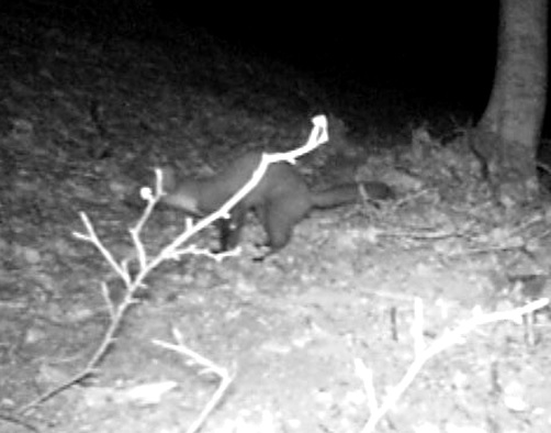 La martora torna <br> nel Parco dei Sibillini: <br> mancava da decenni La martora torna <br> nel Parco dei Sibillini: <br> mancava da decenni
