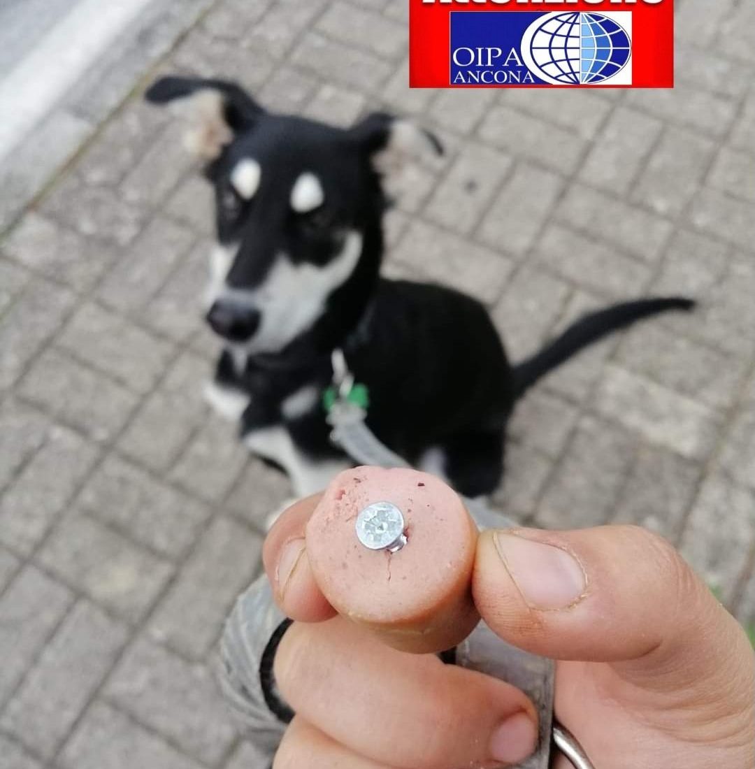 Esche killer seminate in città: continua l’incubo dei cani