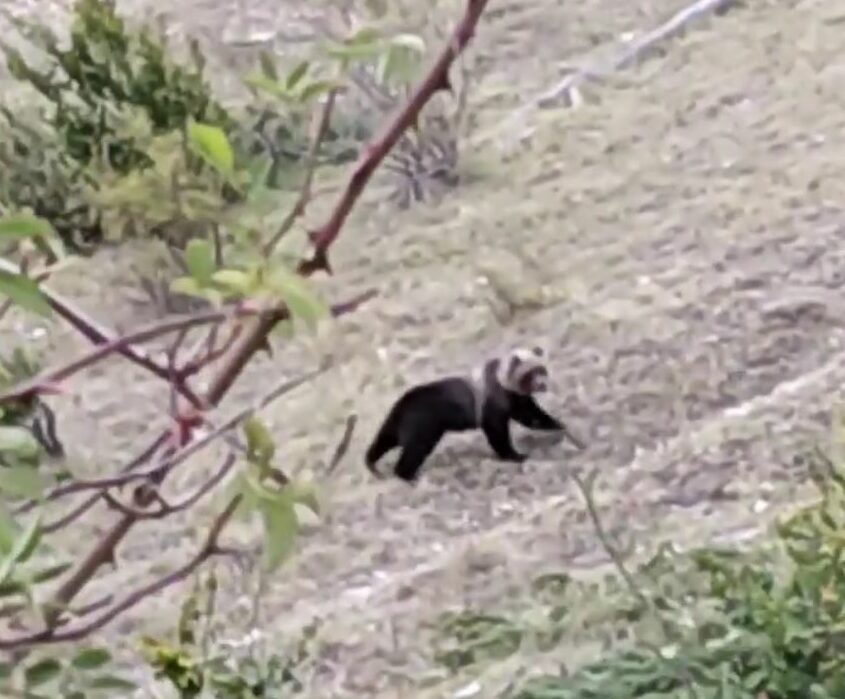 Orso avvistato sui Sibillini: <br> «L’ho ripreso <br> a distanza di sicurezza, <br> è stata una grande emozione»