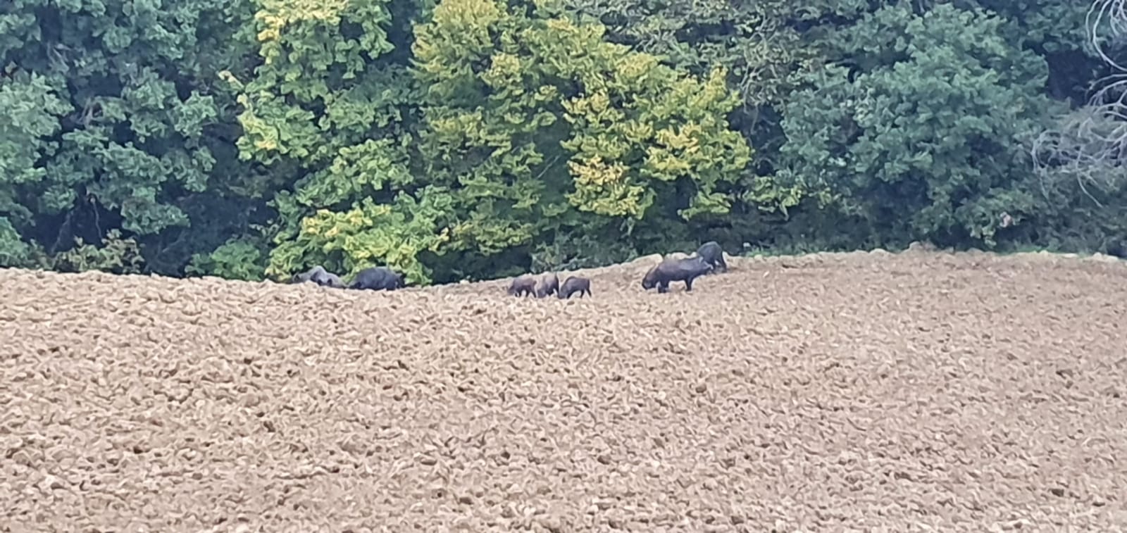 Cinghiali sempre più numerosi: <br> «Flagello per le semine autunnali»