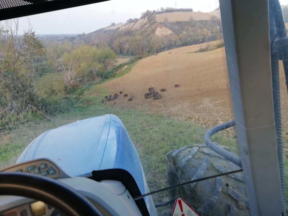 Coldiretti: «Sos peste suina africana, <br> il sovrannumero dei cinghiali <br> mette a rischio gli allevamenti»