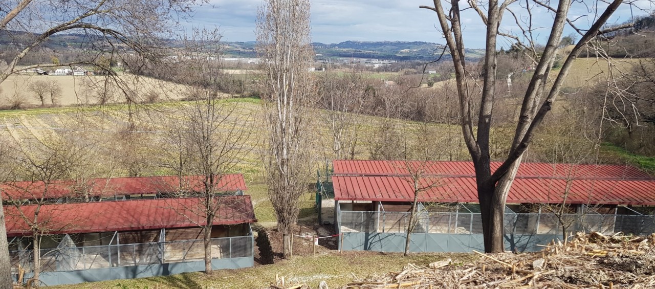 Canile, botta e risposta tra Enpa e Meridiana: al centro, i 180 randagi di Ascoli Canile, botta e risposta tra Enpa e Meridiana: al centro, i 180 randagi di Ascoli