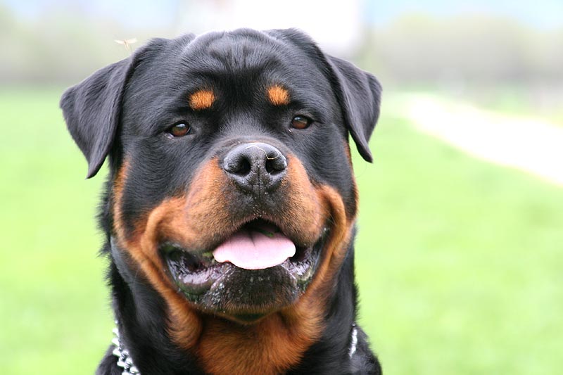 Azzannata da un rottweiler: <br> bimba di 8 anni operata al “Salesi”