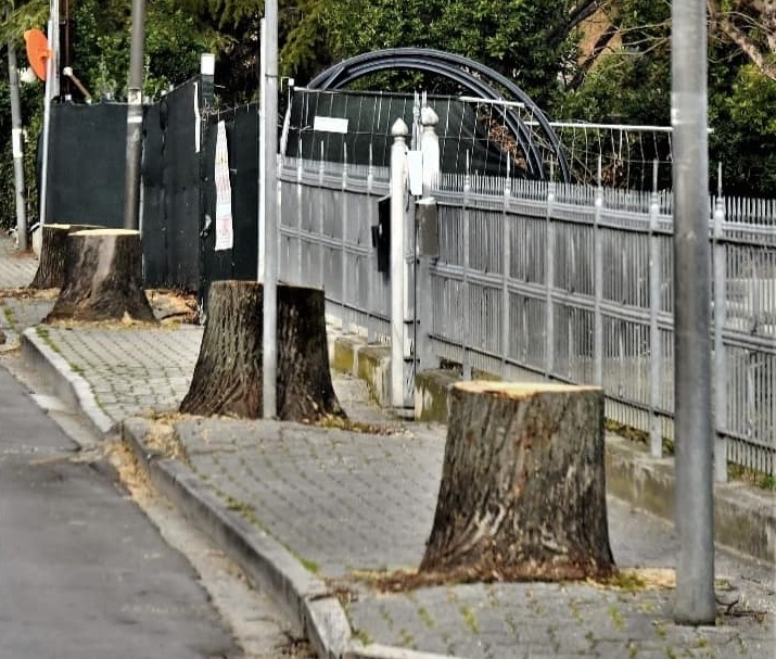 Alberi tagliati in via Roma, è polemica in paese