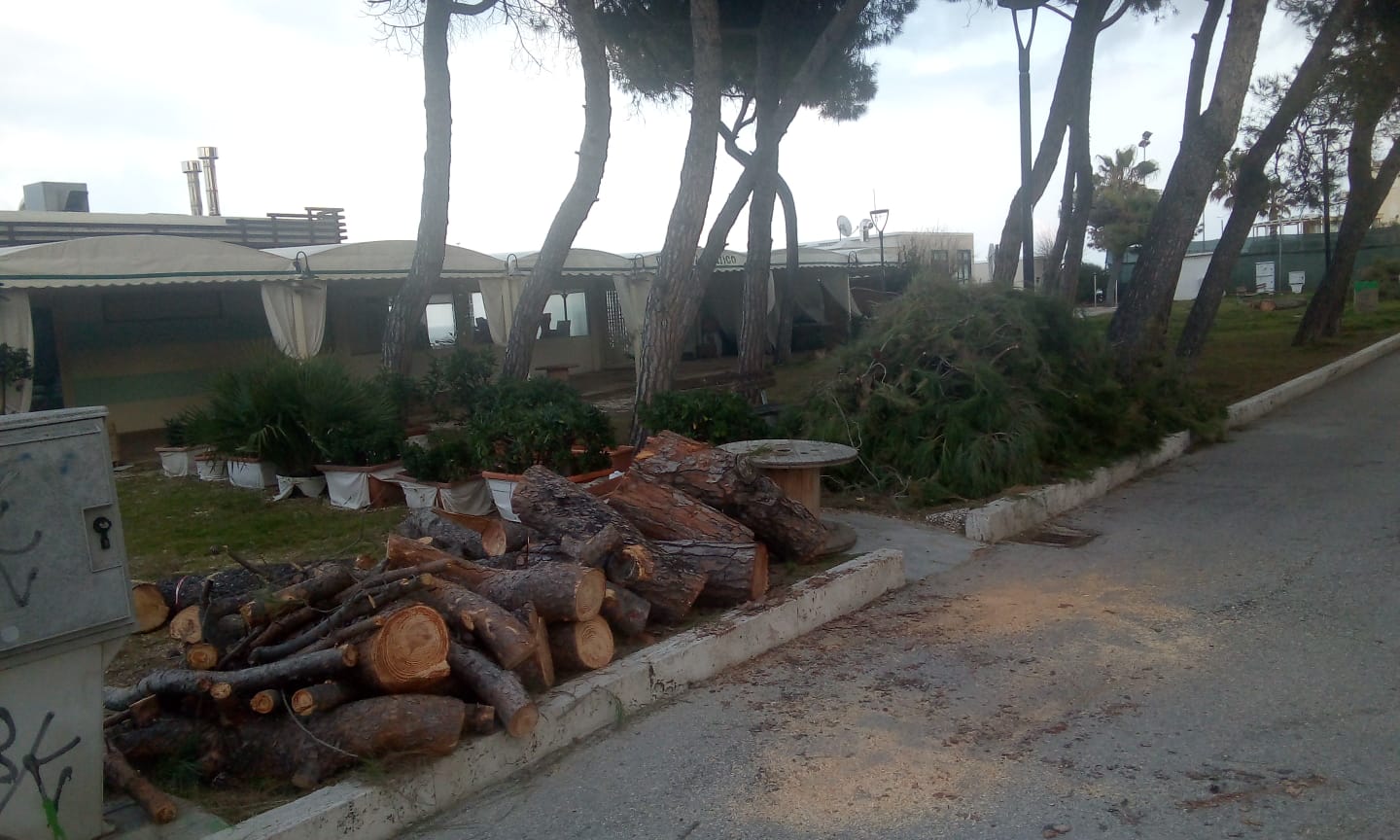 Alberi tagliati, tuona il comitato “Restyling Lungomare” 