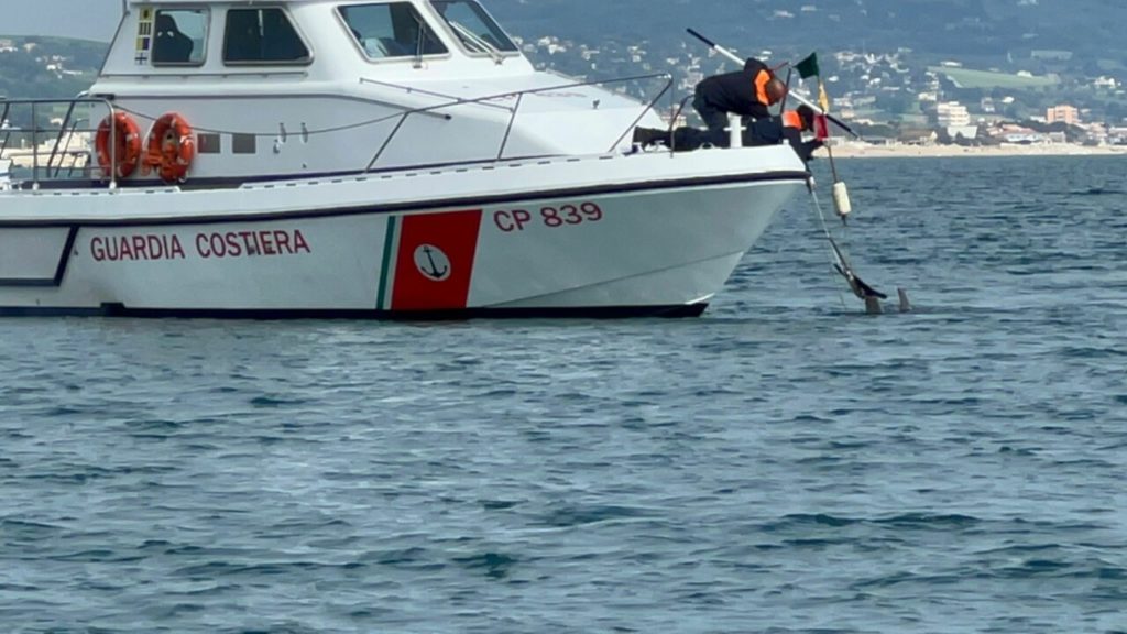 Salvato cucciolo di delfino: era intrappolato in una rete di nylon <span> (Foto e video)