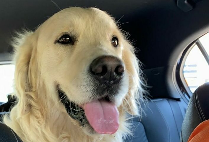 Il cane Leo si perde alle Gole dell’Infernaccio, ritrova la strada dopo due giorni nel bosco