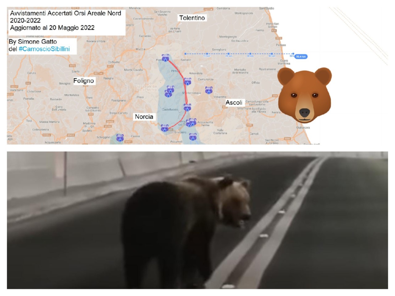 Orso tra Laga e Sibillini, aumentano gli avvistamenti: «Ma potrebbero essere due» Orso tra Laga e Sibillini, aumentano gli avvistamenti: «Ma potrebbero essere due»