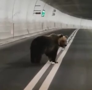 L’orso corre nella galleria di Forca Canapine e diventa fenomeno social <span> (Il video) L’orso corre nella galleria di Forca Canapine e diventa fenomeno social <span> (Il video)