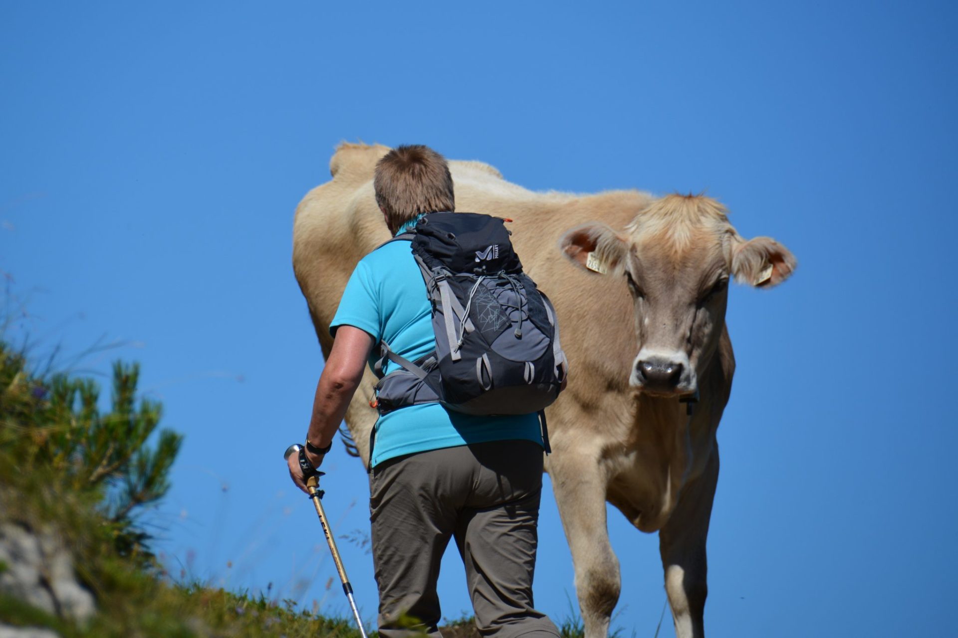 Mucca in fuga, è stata abbattuta con un colpo di fucile