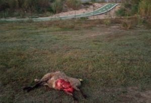 I lupi sono ormai arrivati in città: pecore uccise a Campolungo e Casamurana, avvistamenti a Cignano <span> (Video e foto)