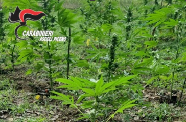 Coltivano “erba” nel giardino ed in casa: arrestati un 43enne ed un 35enne <span> (Video) </span>
