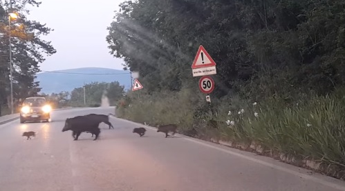 Cinghiali, Oipa: «Più se ne abbattono più si moltiplicano, attenzione alla raccolta rifiuti»