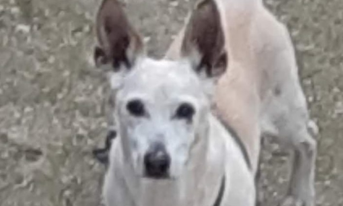 Cagnolino preso a bastonate, è in fin di vita