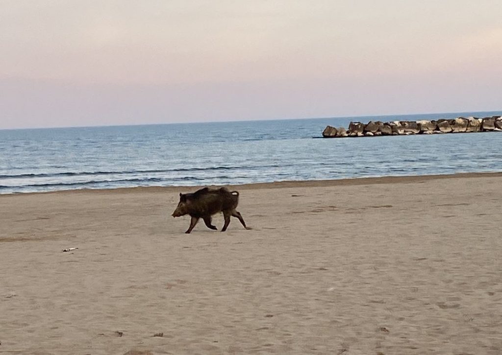 Un cinghiale a passeggio sulla spiaggia di San Benedetto <span> (Video e foto) </span>