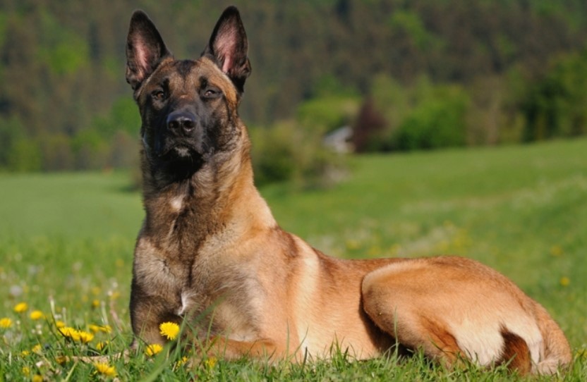 Uccisi col veleno per le lumache due cuccioli di pastore belga