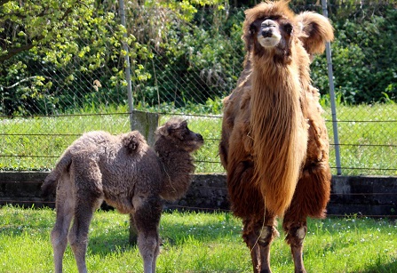 Al Parco Zoo è nata Alessandra: si allarga la famiglia dei cammelli (Video e foto)