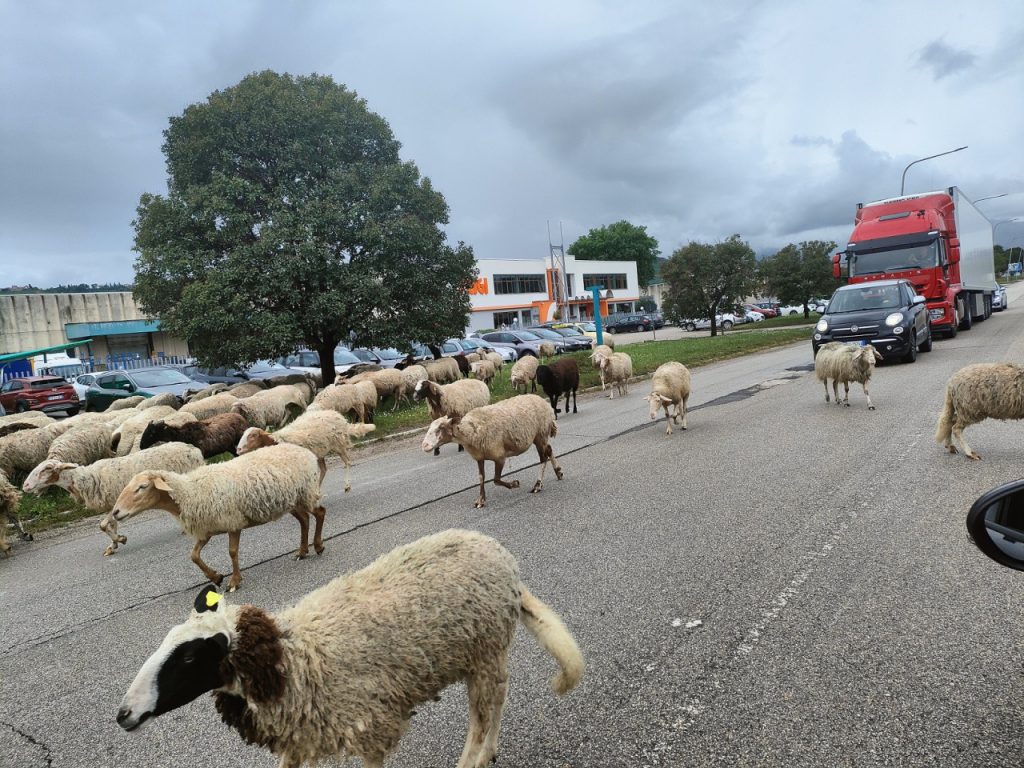 Dopo cavalli e cinghiali, ecco le pecore a zonzo lungo la zona industriale <span> (Video e foto) </span>