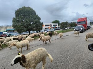 Dopo cavalli e cinghiali, ecco le pecore a zonzo lungo la zona industriale <span> (Video e foto) </span>
