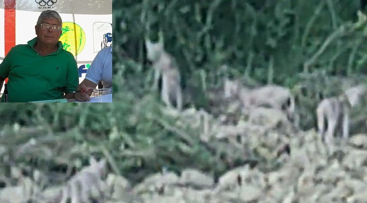 Lupi fino a valle, l’allarme di Artico: «Sono triplicati, attenzione, ora ci sono anche le figliate» <span> (Video)