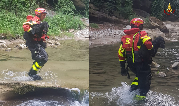 Cagnolina finisce nel fiume dopo un salto di 20 metri: salva grazie ai Vigili del fuoco