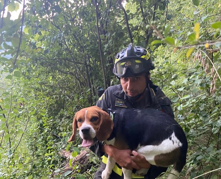 Passa sotto il guard rail ma trova il vuoto: cane salvato dai Vigili del fuoco Passa sotto il guard rail ma trova il vuoto: cane salvato dai Vigili del fuoco