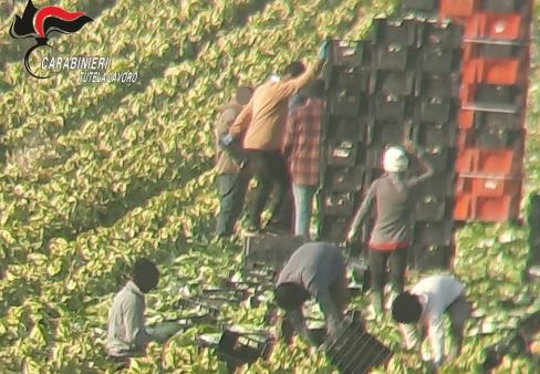 Caporalato, un arresto e azienda sotto sequestro: lavoratori utilizzati anche nel Piceno