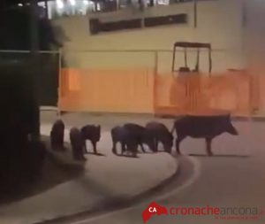 Sette cinghiali a passeggio sotto la sede della Regione <span> (Video) </span> Sette cinghiali a passeggio sotto la sede della Regione <span> (Video) </span>