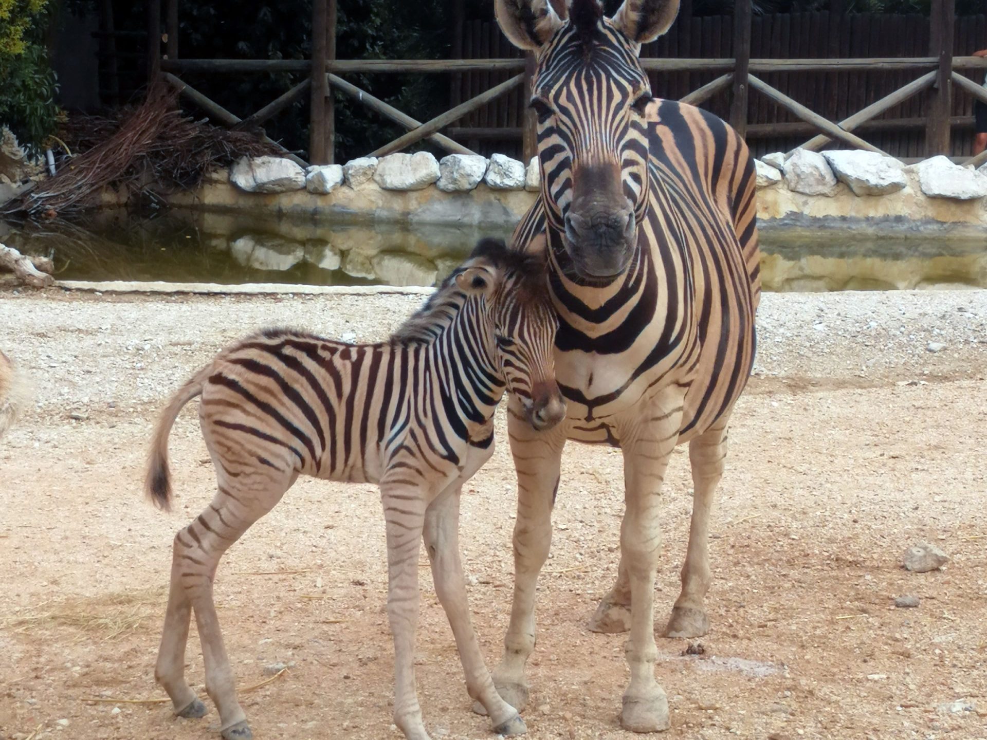 Festa al Parco Zoo per la nascita di un nuovo cucciolo di zebra <span> (Video) </span>