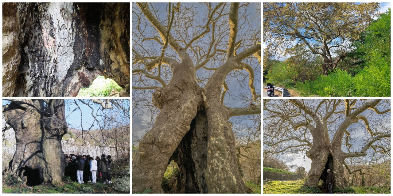 L’Albero del Piccioni: natura e storia di un monumento vegetale