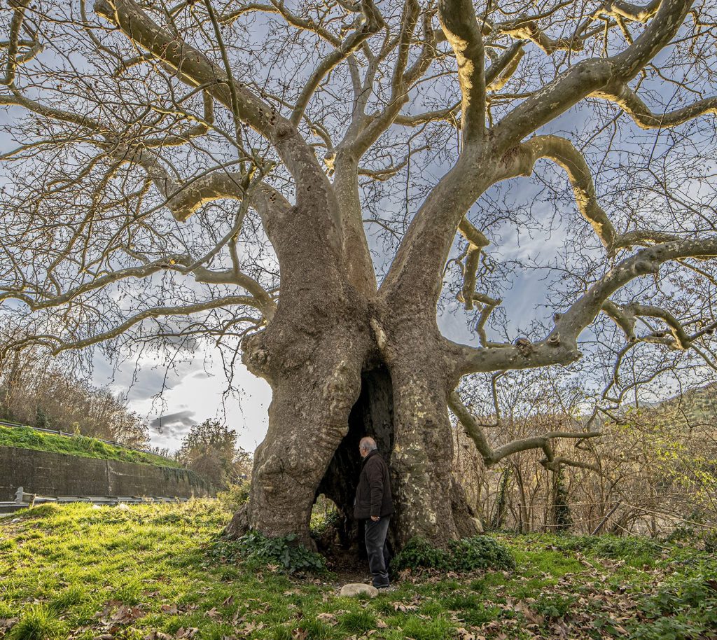LEGAMBIENTE POLICORO, FESTA DELL'ALBERO
